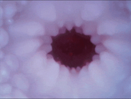Silicone FAKE MIMPLATE JAV TOKYO HIMARI KINOSHITA (1)
